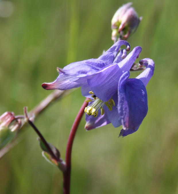 orlíček obyčajný Aquilegia vulgaris L.