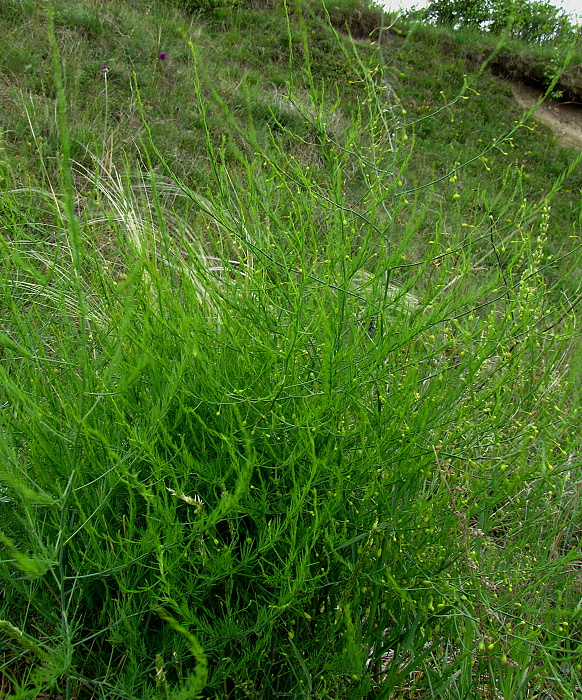 asparágus lekársky Asparagus officinalis L.