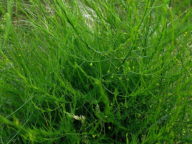 asparágus lekársky Asparagus officinalis L.