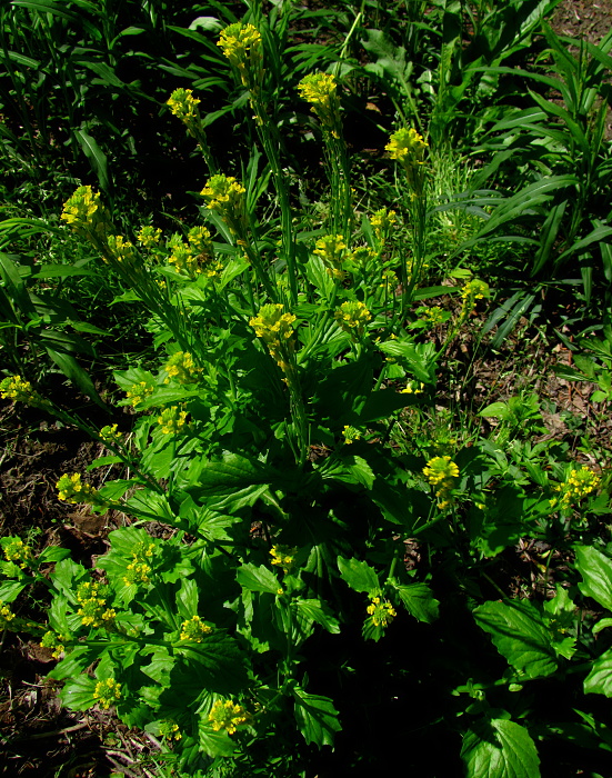 barborka obyčajná? Barbarea vulgaris R. Br.