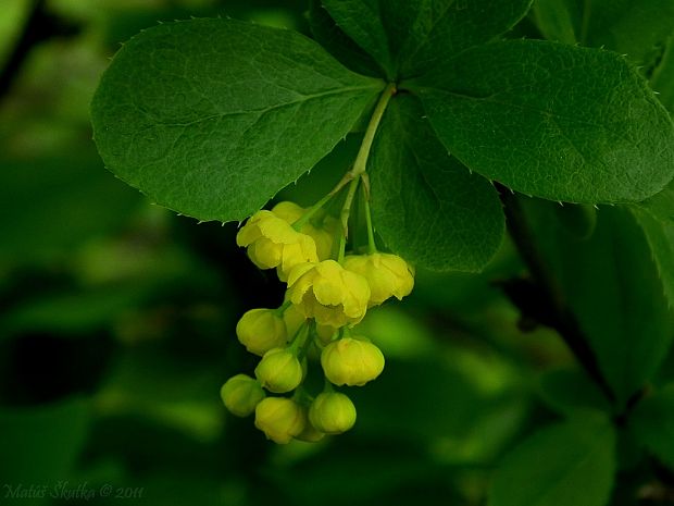 dráč obyčajný Berberis vulgaris L.