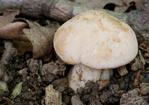 čírovnica májová Calocybe gambosa (Fr.) Donk