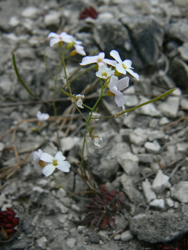 žerušničník piesočný Cardaminopsis arenosa (L.) Hayek