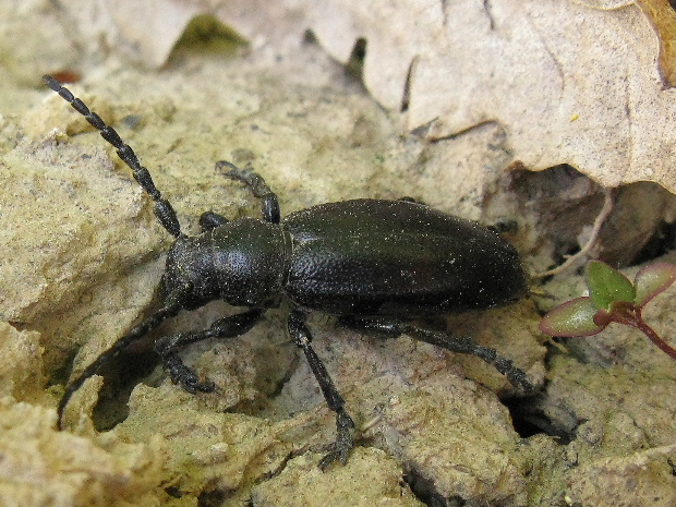 fuzač čierný Carinatodorcadion aethiops