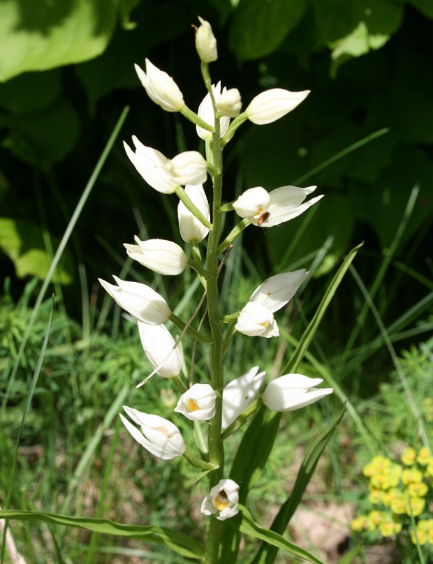 prilbovka biela Cephalanthera damasonium (Mill.) Druce