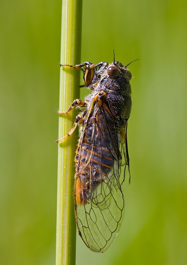 Cicadetta montana