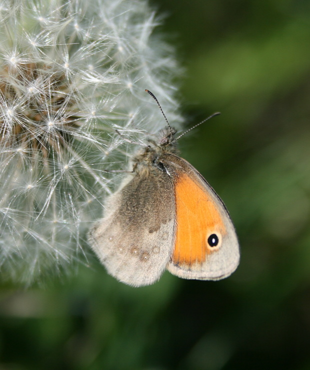 očkáň pohánkový Coenonympha pamphilus