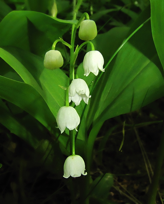 konvalinka voňavá Convallaria majalis L.