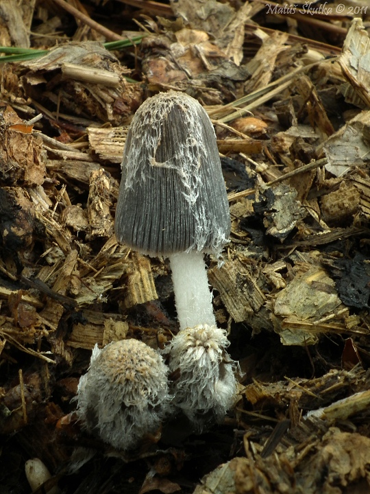 hnojník mrvový Coprinopsis cinerea (Schaeff.) Redhead, Vilgalys & Moncalvo