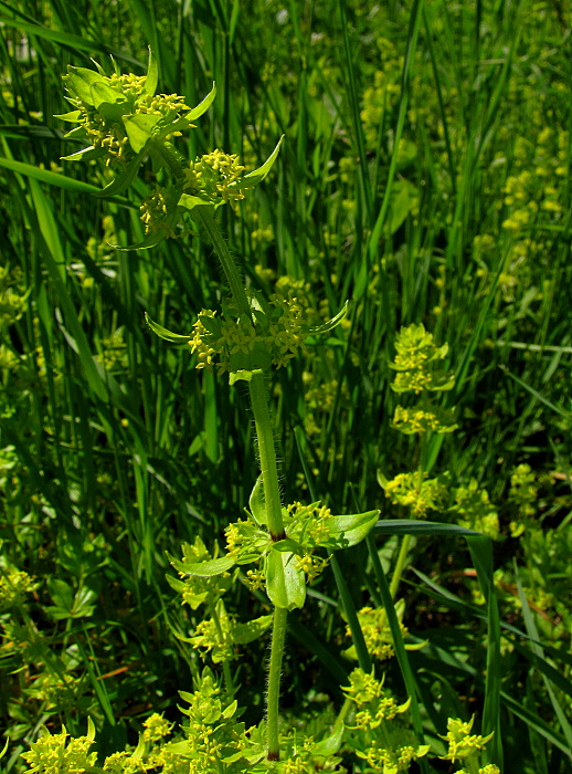 krížavka chlpatá Cruciata laevipes Opiz