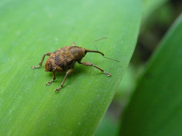 nosáčik žaluďový Curculio glandium