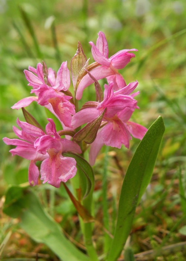 vstavačovec bazový Dactylorhiza sambucina (L.) Soó