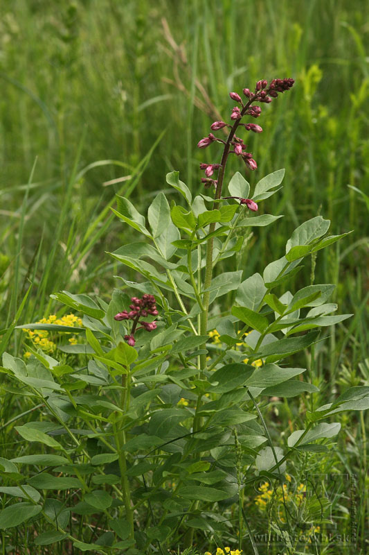 jasenec biely Dictamnus albus L.