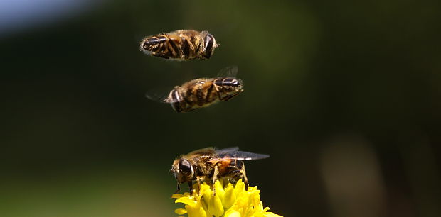 pestřenka trubcová Eristalis tenax