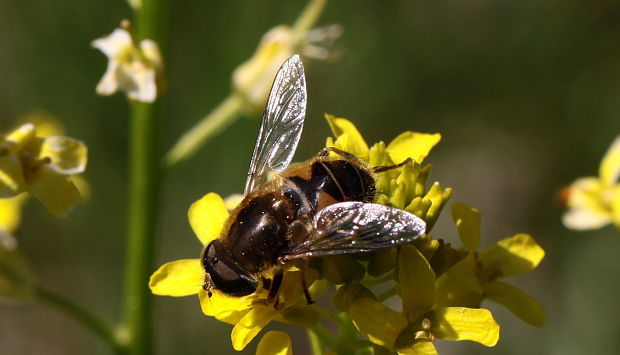 trůdovka obyčajná Eristalis tenax