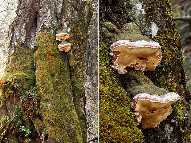 práchnovček pásikavý Fomitopsis pinicola (Sw.) P. Karst.