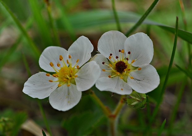 jahoda drúzgavicová Fragaria moschata (Duchesne) Weston