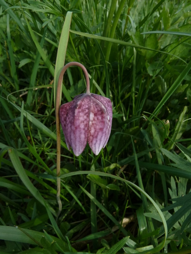 korunkovka strakatá Fritillaria meleagris L.