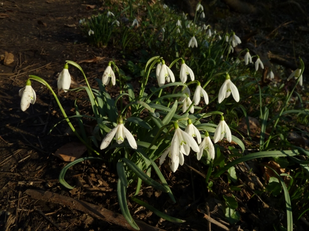 snežienka jarná Galanthus nivalis L.