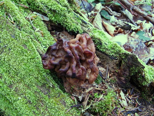 ušiak obrovský Gyromitra gigas (Krombh.) Cooke