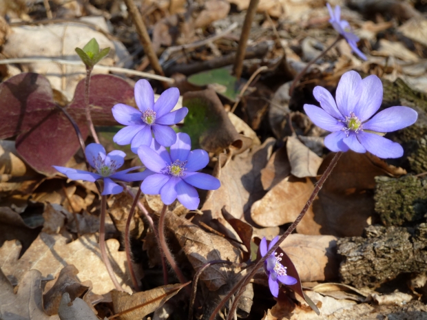 pečeňovník trojlaločný Hepatica nobilis Schreb.