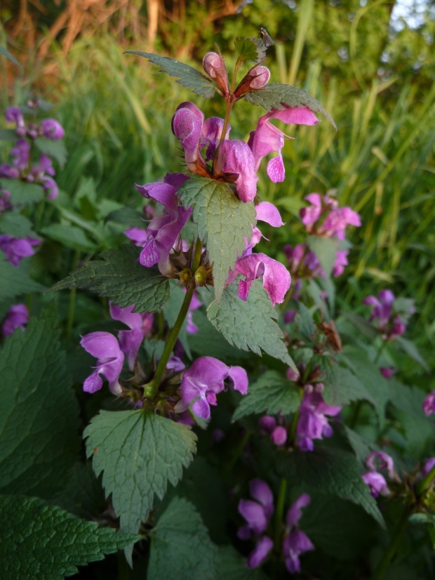 hluchavka škvrnitá Lamium maculatum L.