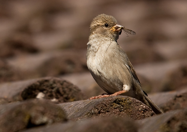 vrabec domový Passer domesticus