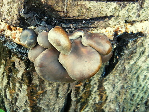 hliva ustricovitá Pleurotus ostreatus (Jacq.) P. Kumm.