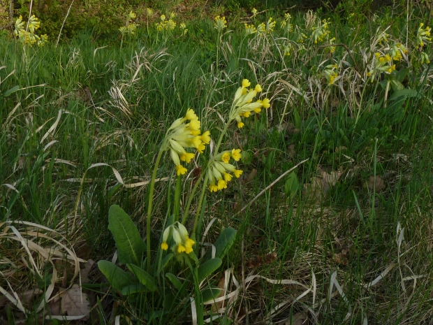 prvosienka jarná Primula veris L.