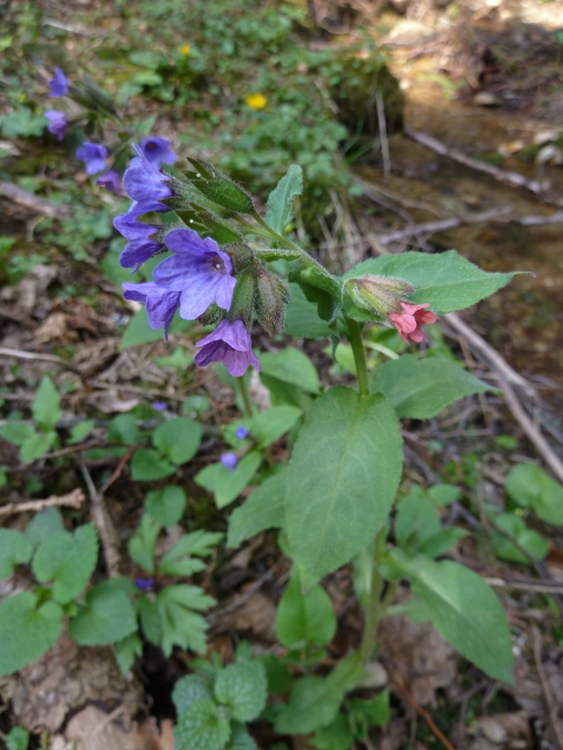 pľúcnik Pulmonaria sp.