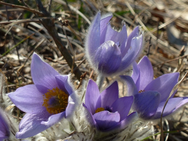 poniklec veľkokvetý Pulsatilla grandis Wender.