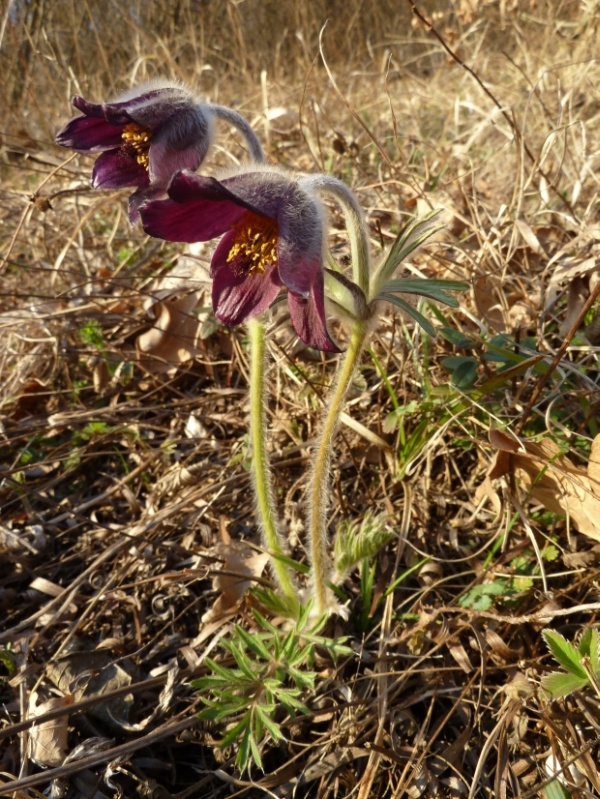 poniklec lúčny český Pulsatilla pratensis subsp. bohemica Skalický