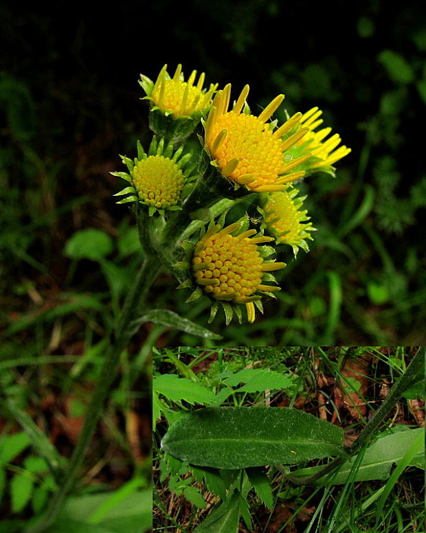 starček Senecio sp.