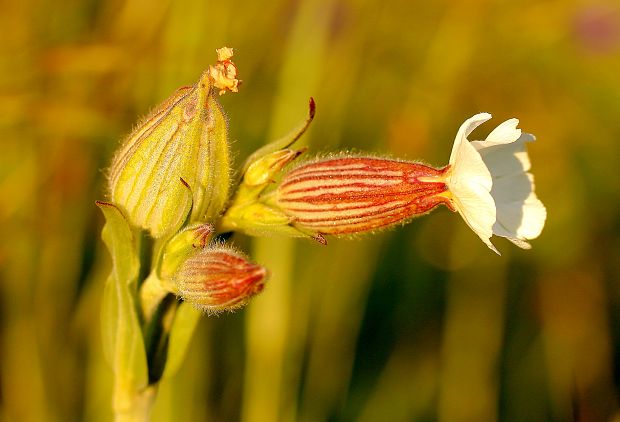 silenka biela pravá Silene latifolia subsp. alba (Mill.) Greuter et Burdet