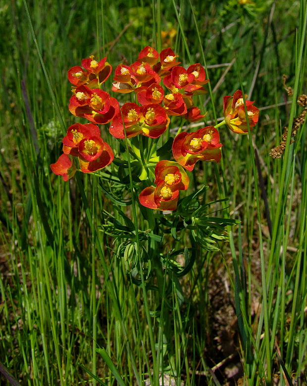 mliečnik chvojkový Tithymalus cyparissias (L.) Scop.