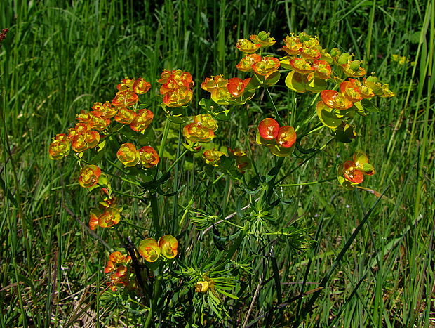 mliečnik chvojkový Tithymalus cyparissias (L.) Scop.