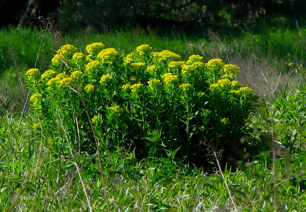 mliečnik močiarny Tithymalus palustris (L.) Hill