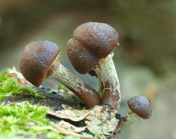 smeťovka Tubaria sp.