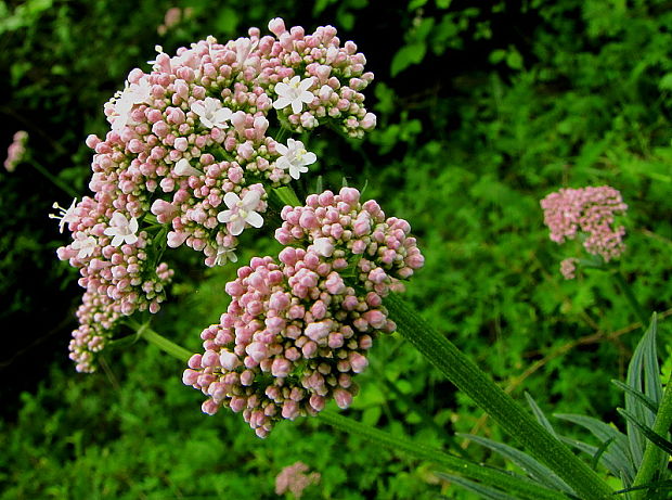 valeriána lekárska Valeriana officinalis L.