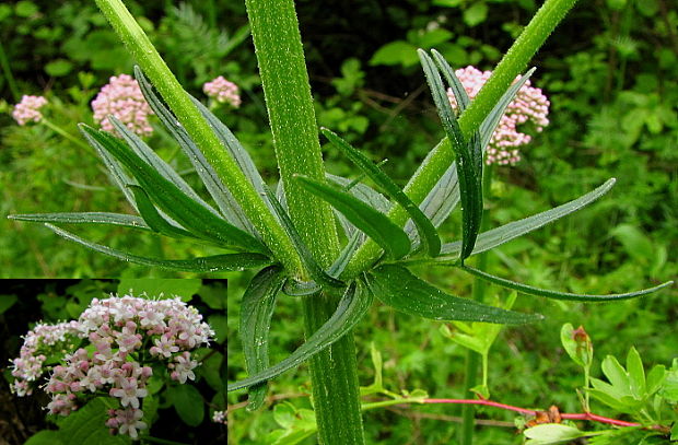 valeriána lekárska Valeriana officinalis L.