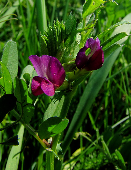 vika  Vicia sp. L.