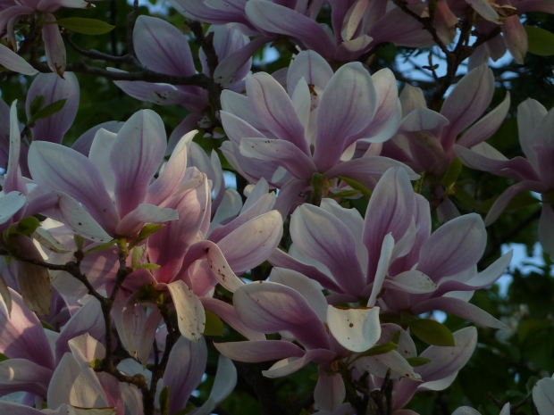 magnólia magnolia sp.
