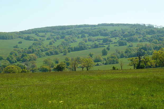 Vojšické louky