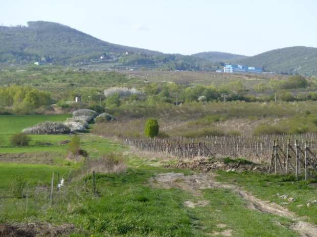 jar v pustnúcich vinohradoch