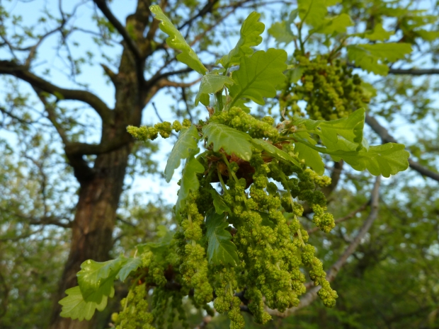 dub quercus sp.