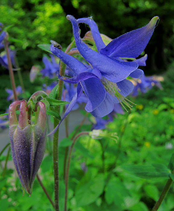 orlíček obyčajný Aquilegia vulgaris L.