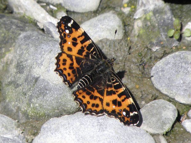 motyl Araschnia levana