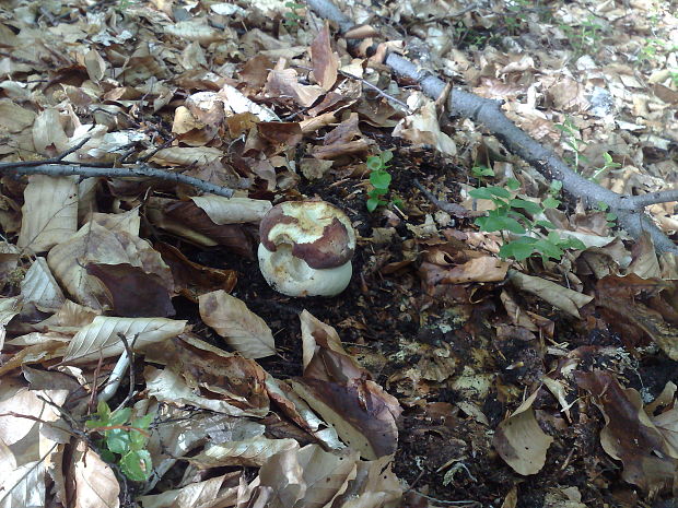 hríb sosnový Boletus pinophilus Pil. et Dermek in Pil.