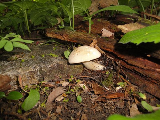 čírovnica májová Calocybe gambosa (Fr.) Donk