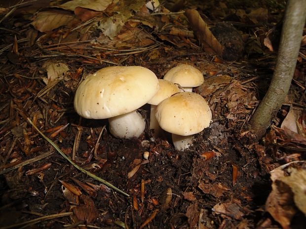 čírovnica májová Calocybe gambosa (Fr.) Donk